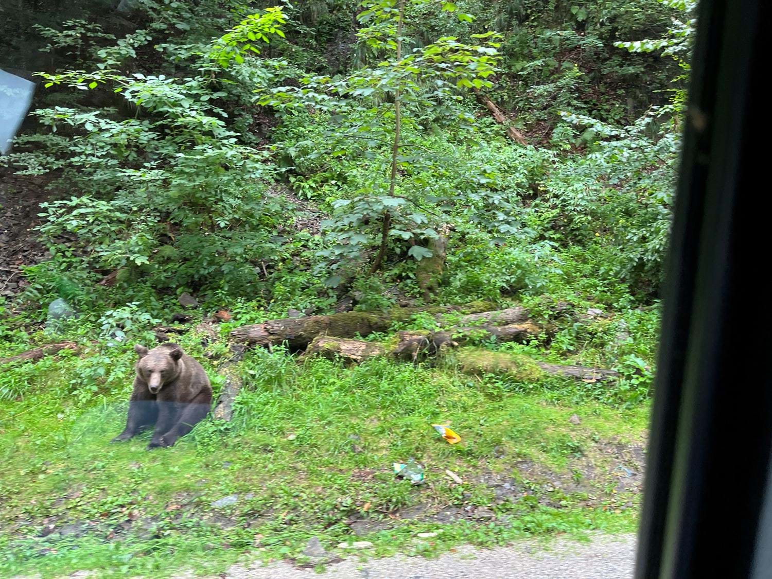 Beren op de weg (Transfăgăraşroute)