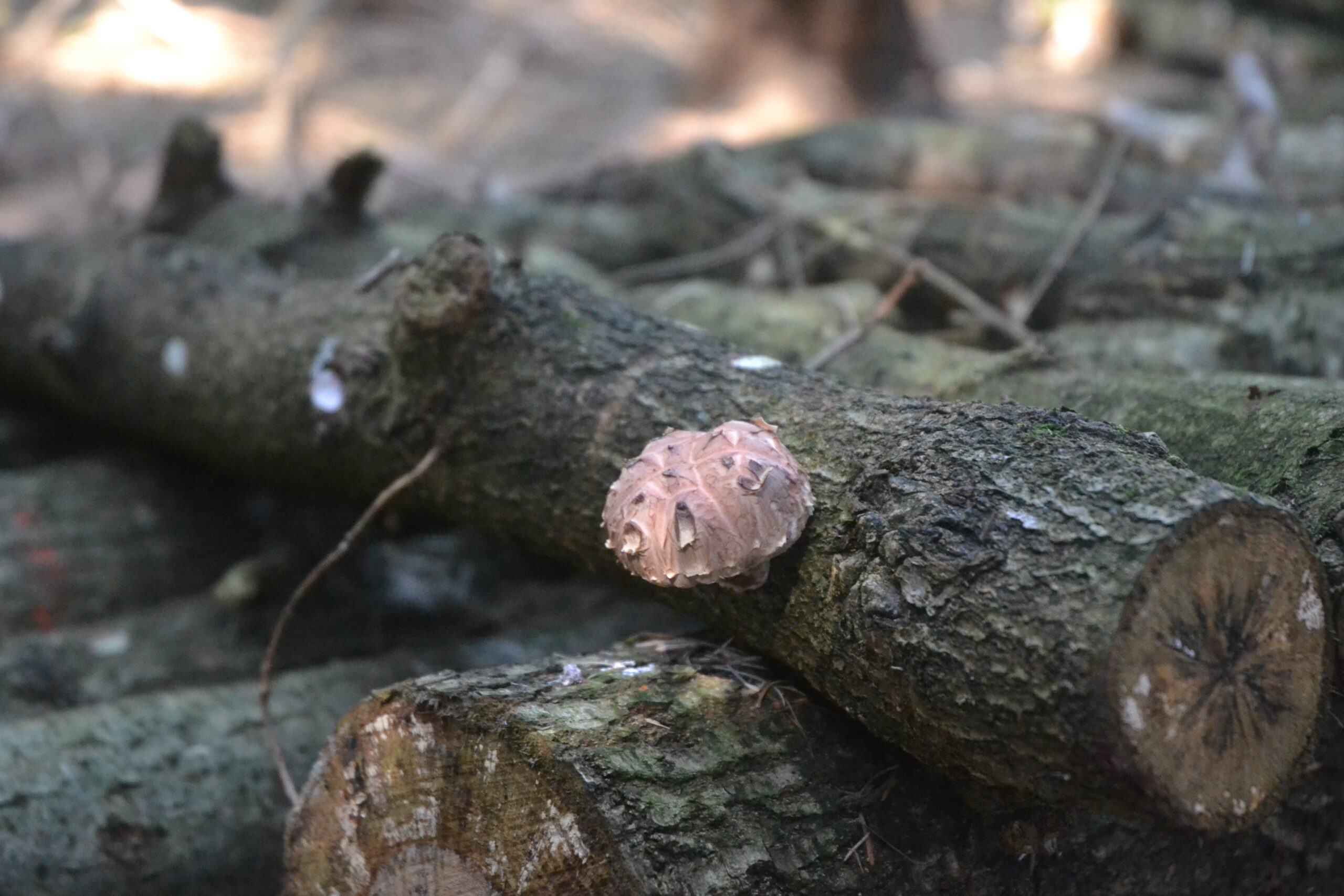 De shiitake-kwekerij in het buitengebied van Balkbrug