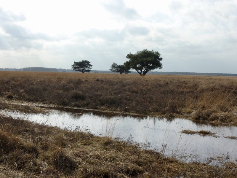 dwingelerveld