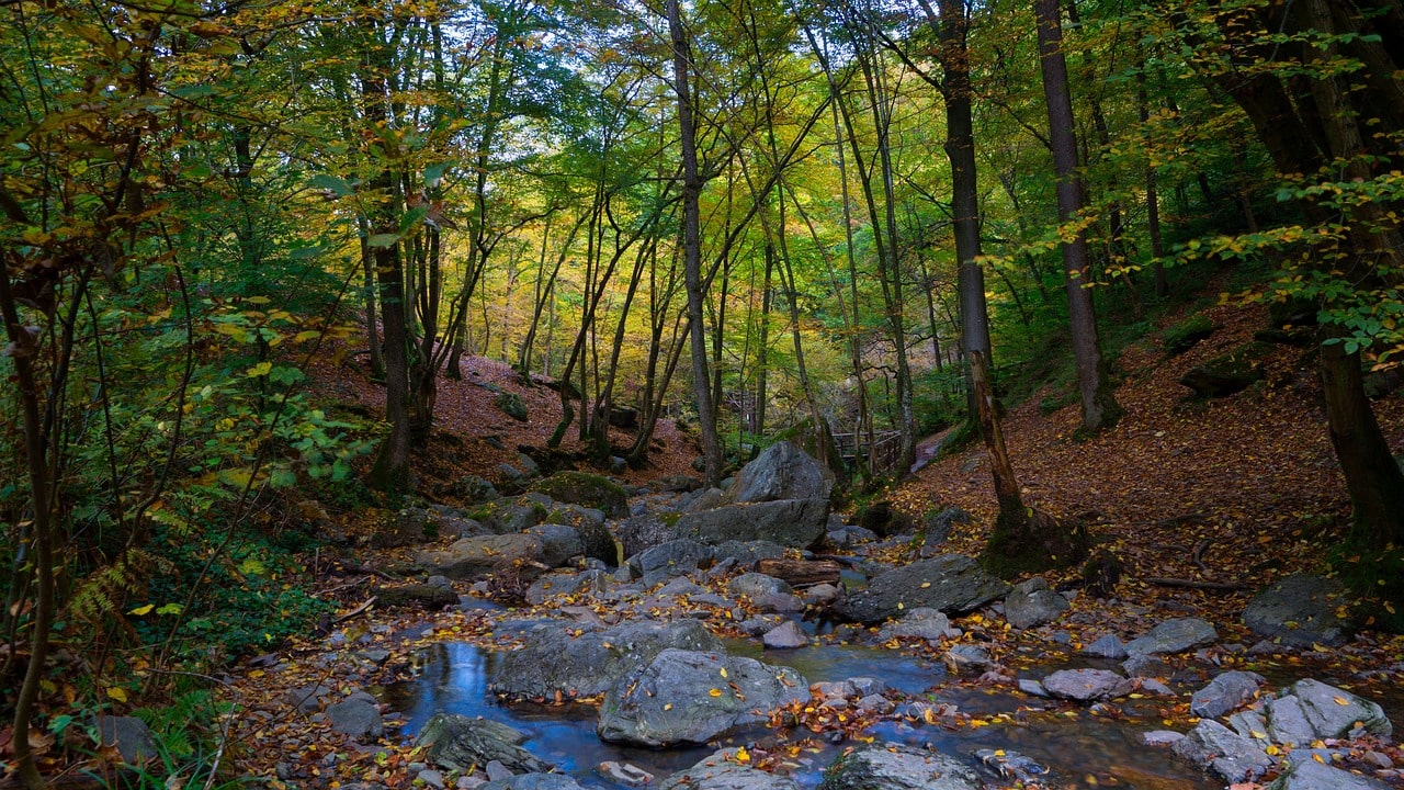Bossen Belgische Ardennen