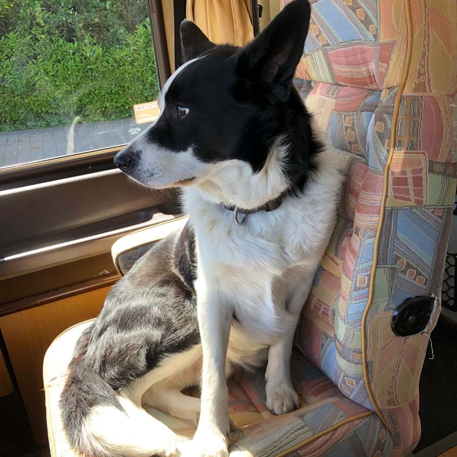 hond-in-camper-10