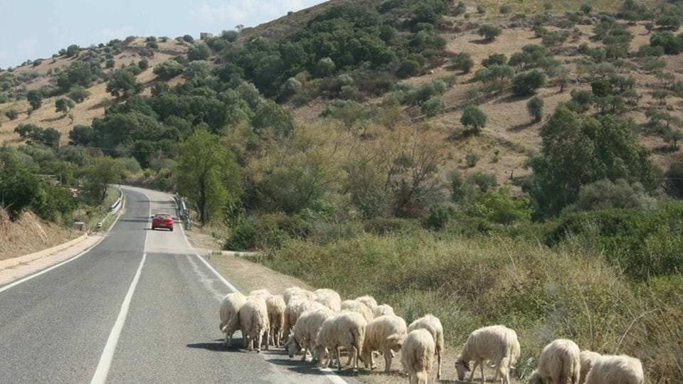 Schapen op de weg in Italië