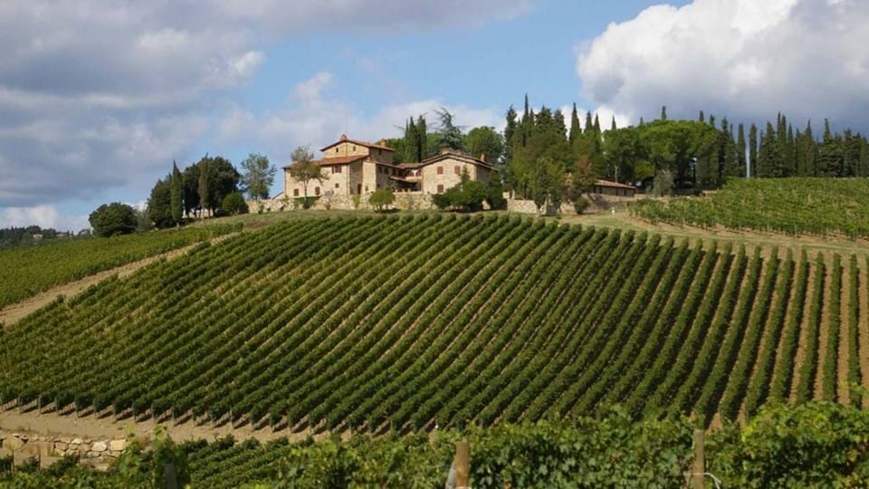 Wijngaard in Toscane
