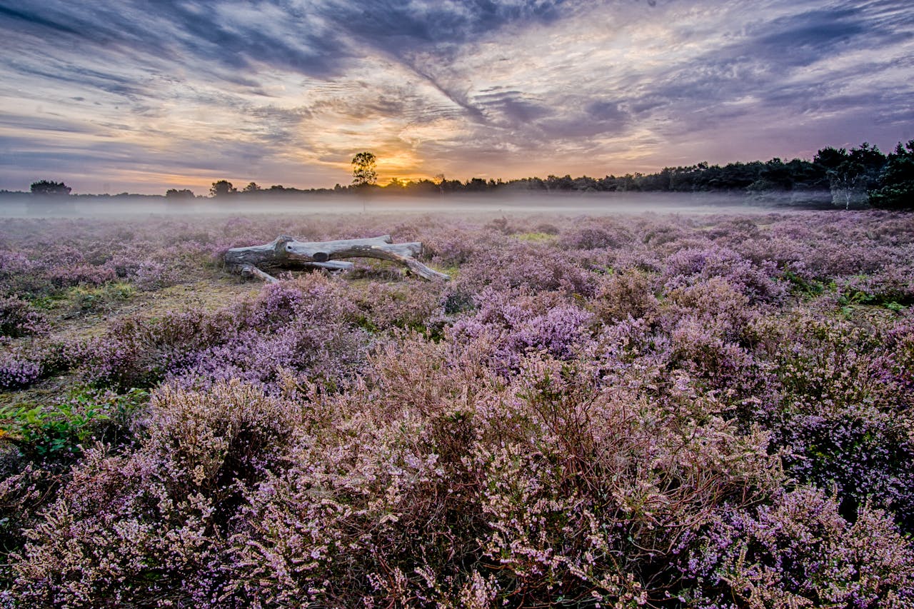 natuurgebied-de-maashorst