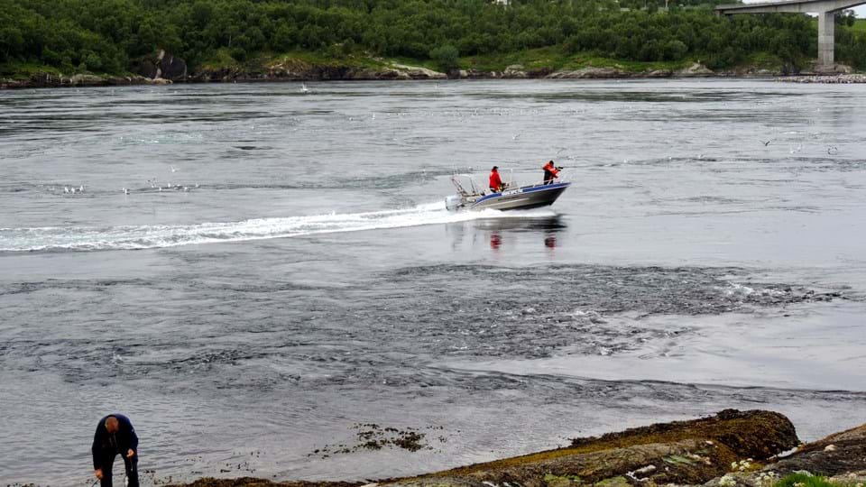 noorwegen-saltstraumen-sportvissen-2016-032