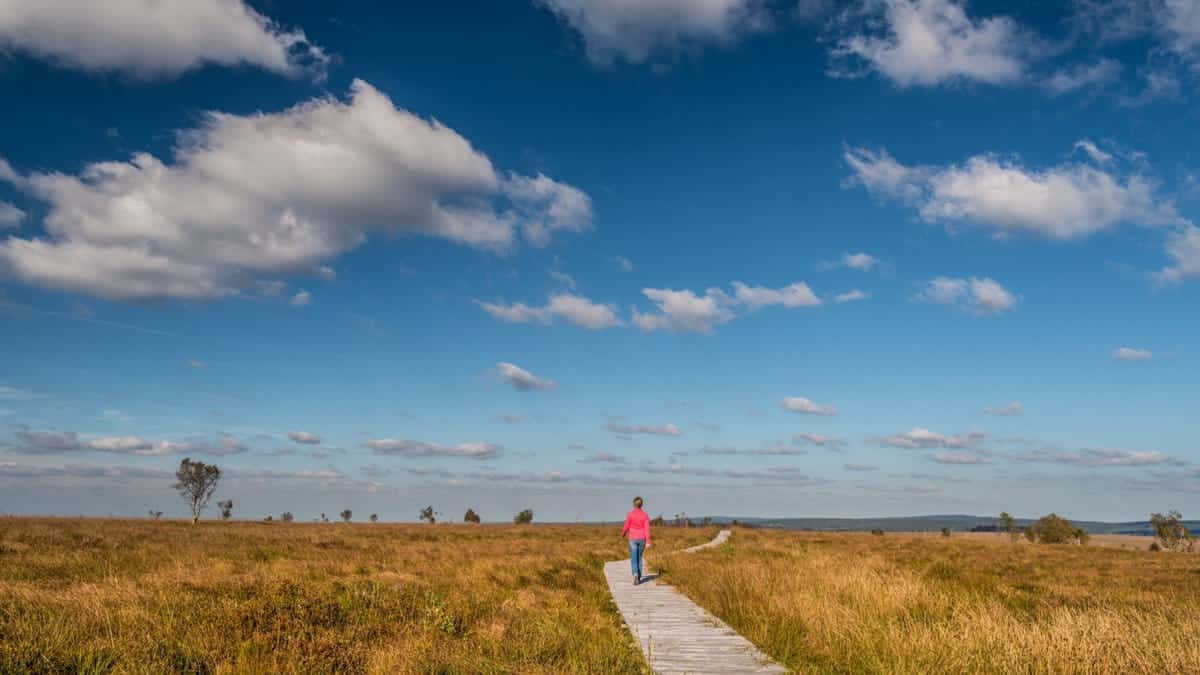 Opening Hogevenen DK Web