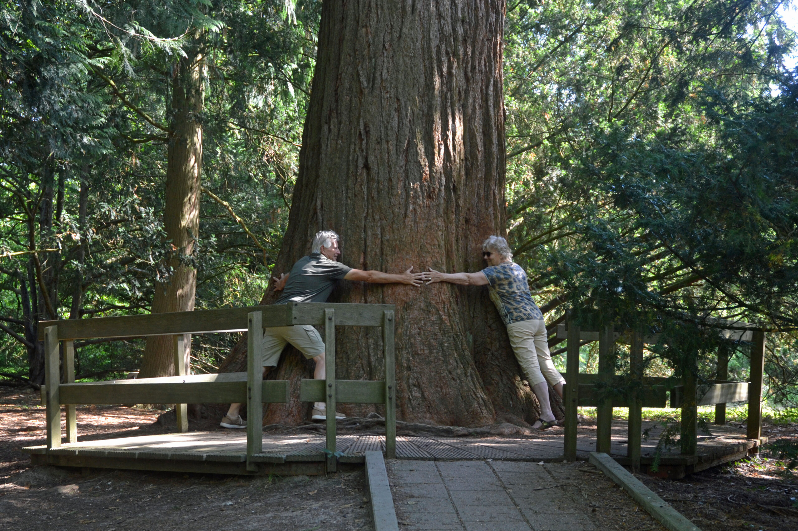dikke boom mammoetboom sequoia twente