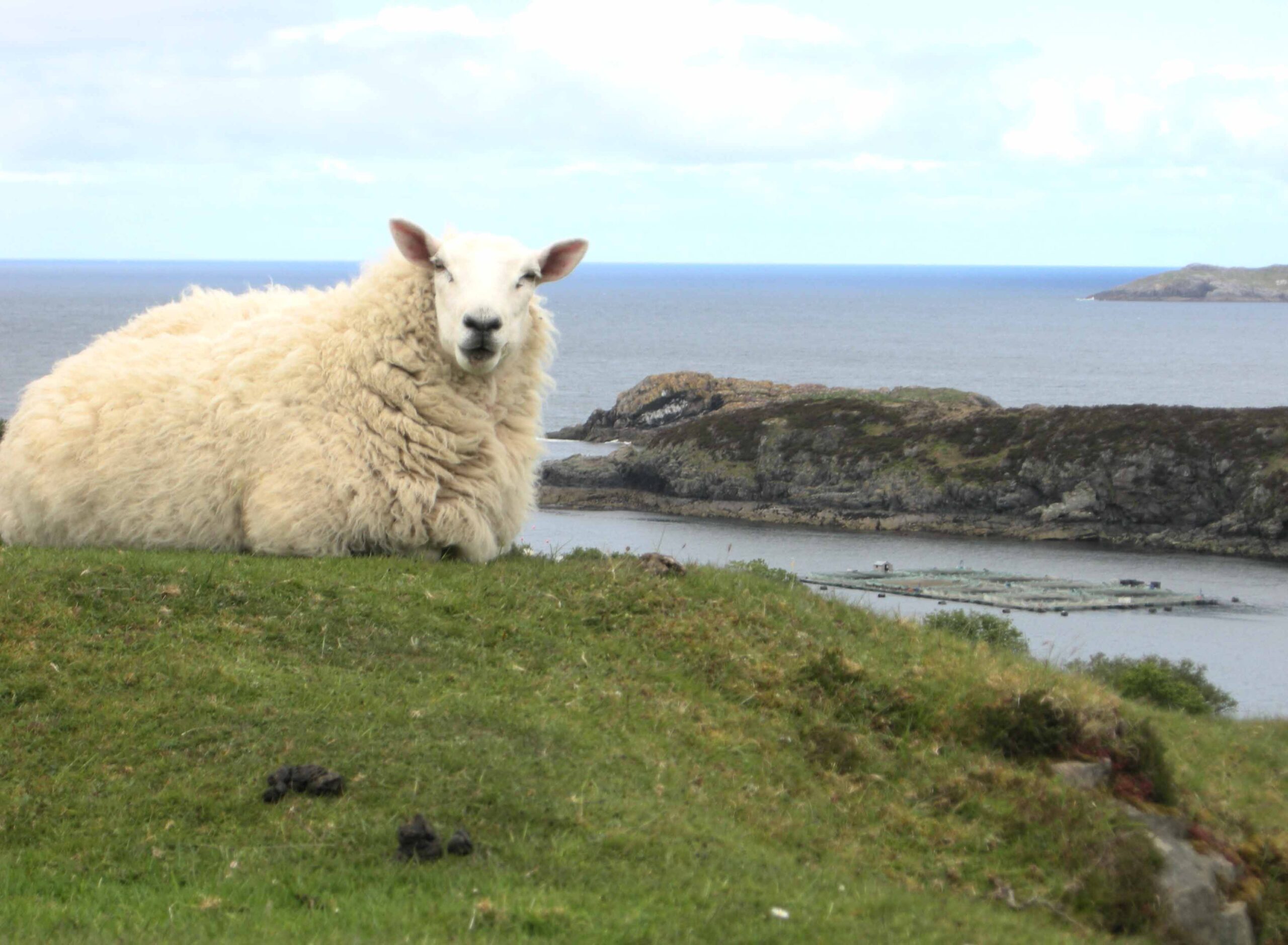 schotland-gruinard-bay-schaap