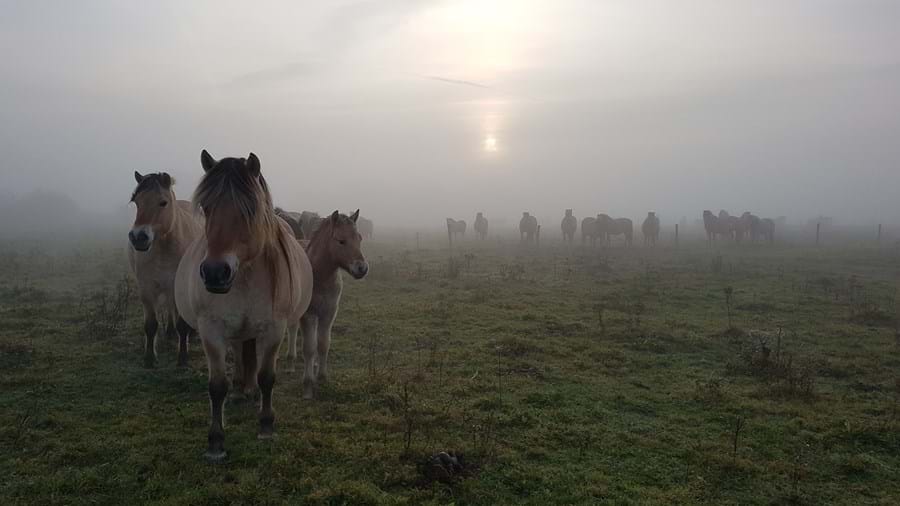 slikken-van-flakkee-fjordenpaarden-mist