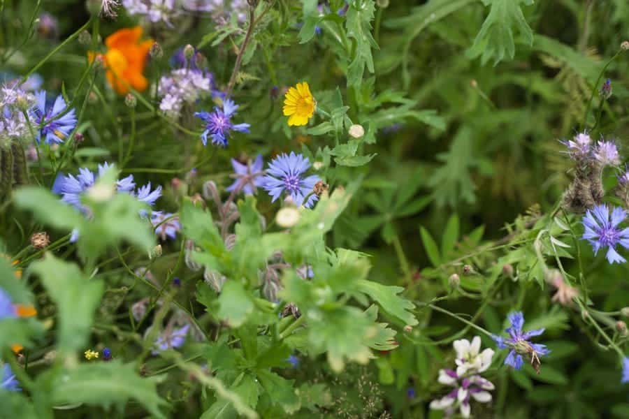 bijen en bloemen