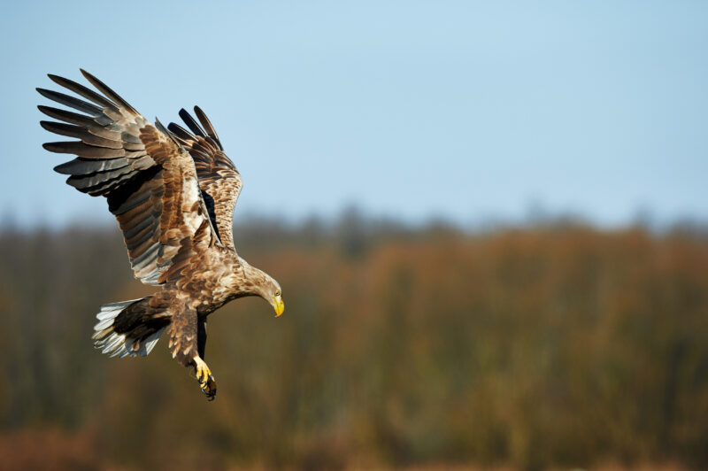 Zeearend in de Biesbosch