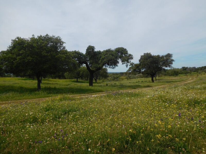 spanje dehesa