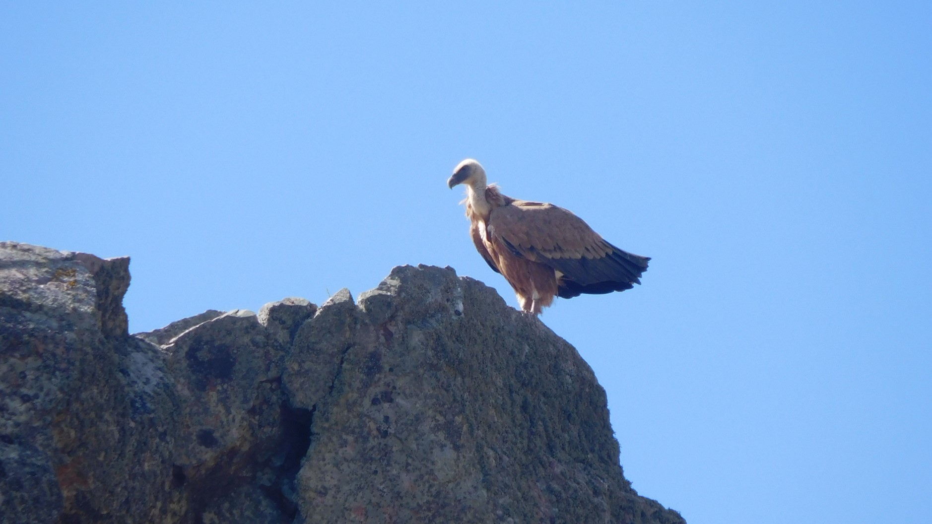 spanje monfrague gier
