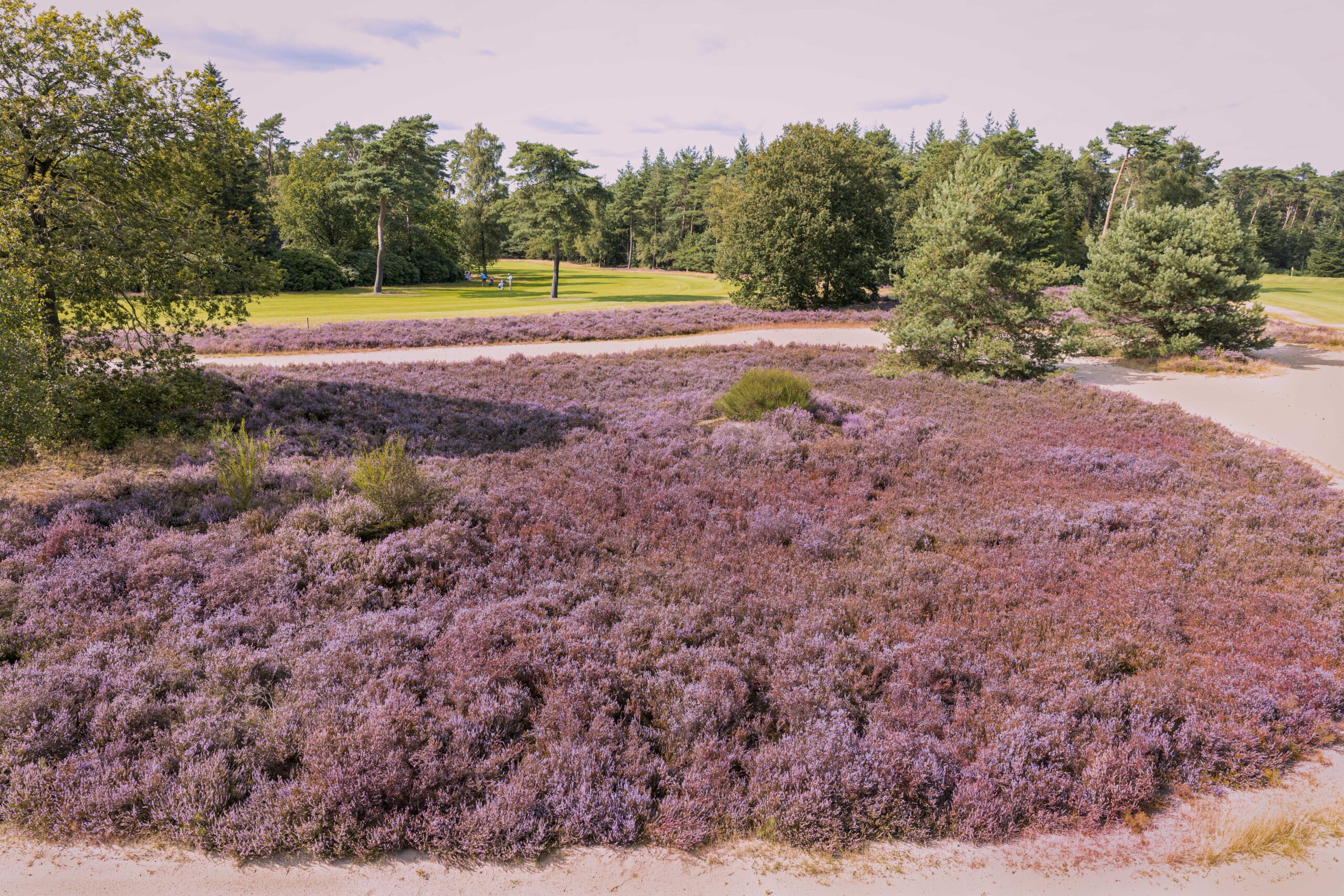 Heide links van hole 1 met daarachter hole 17
