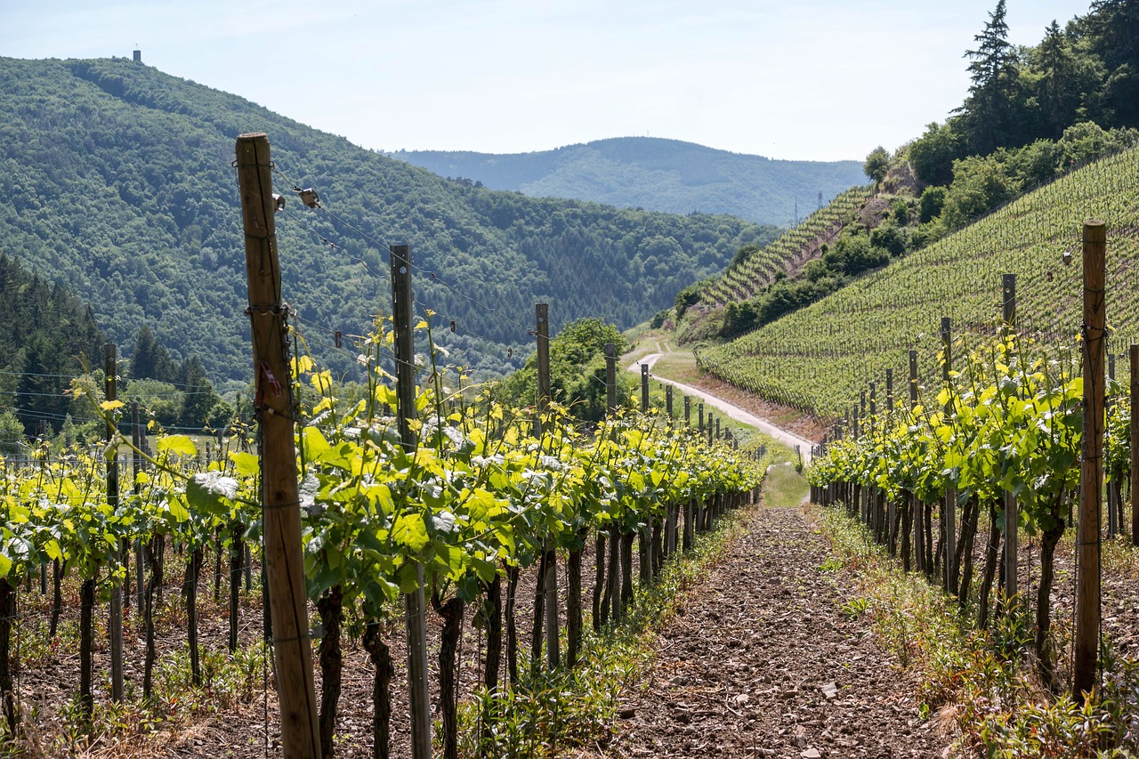 vines-806129_1280