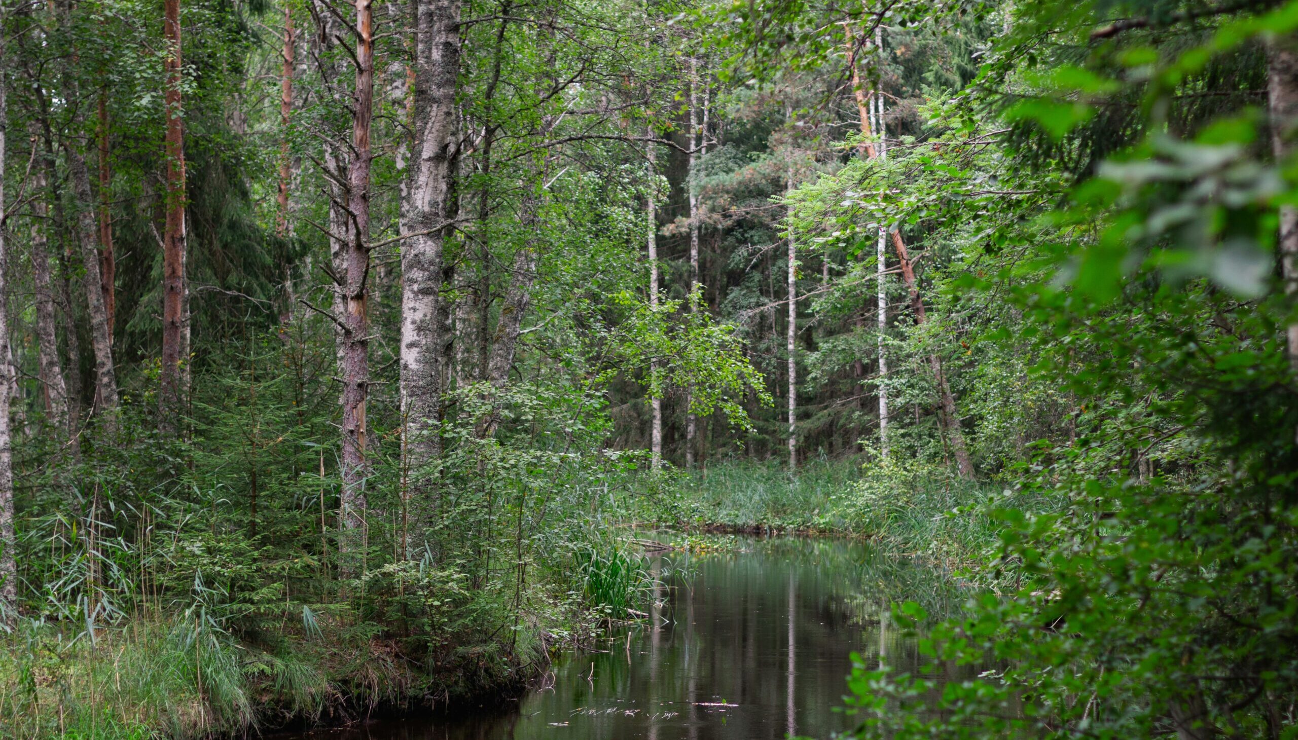 Bosriviertje in Jyväskylä, Finland