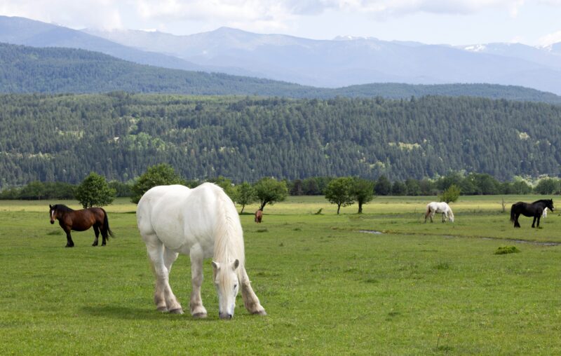 Berglandschap, Bansko, Bulgarije
