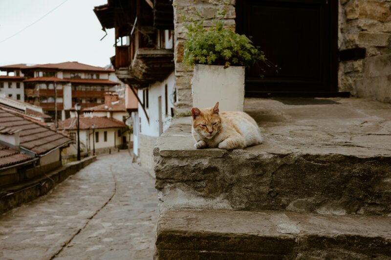 Kat in de straten van Veliko Tarnovo, Bulgarije