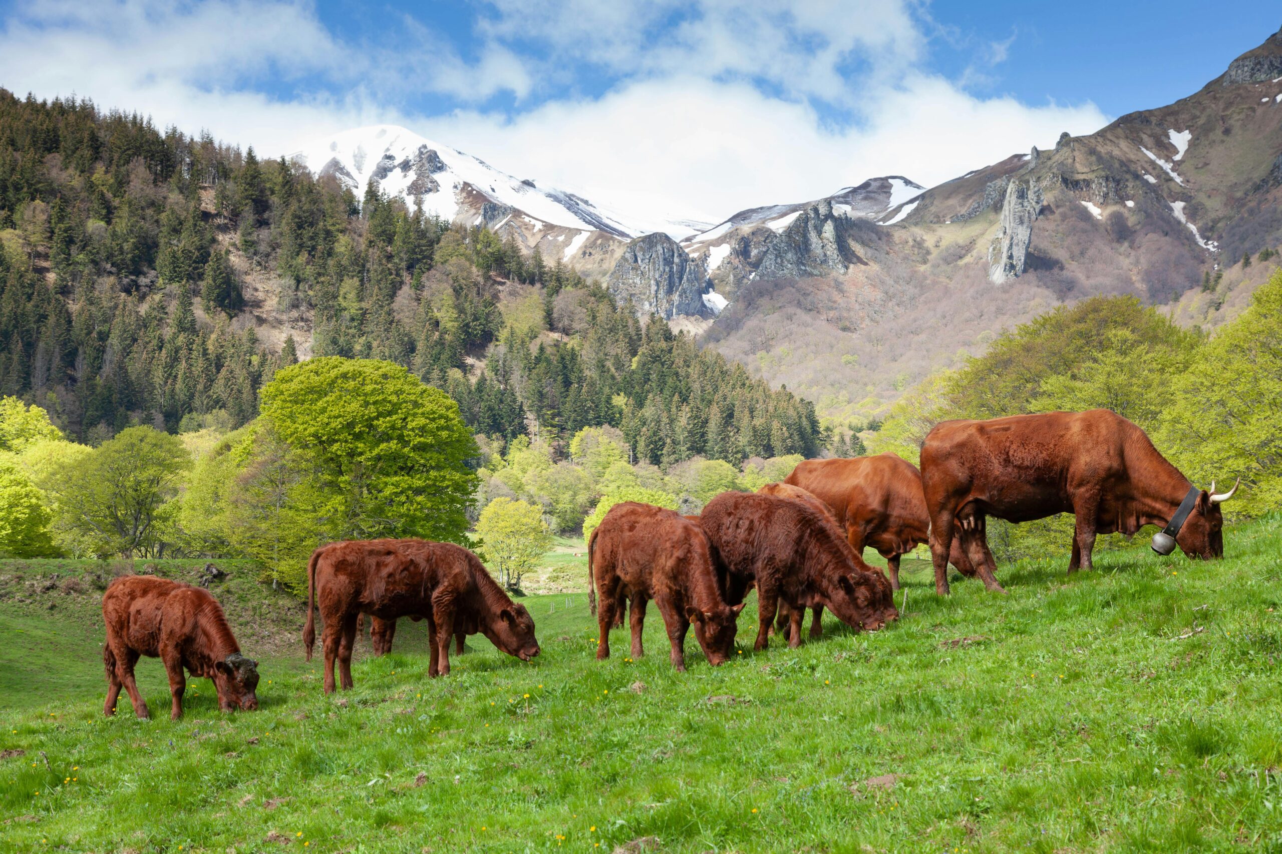 Koeien tussen de bergen in Le Mont-Dore, Frankrijk