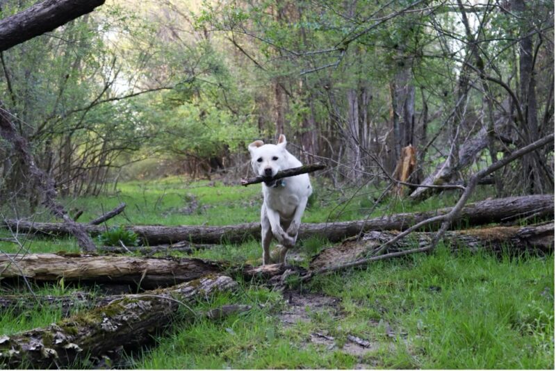 Hond in bos