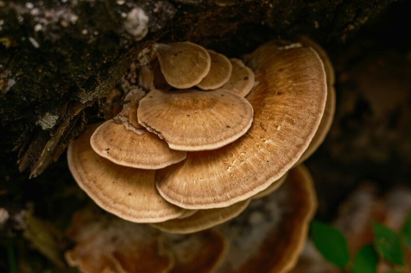 Paddenstoelen op een boom