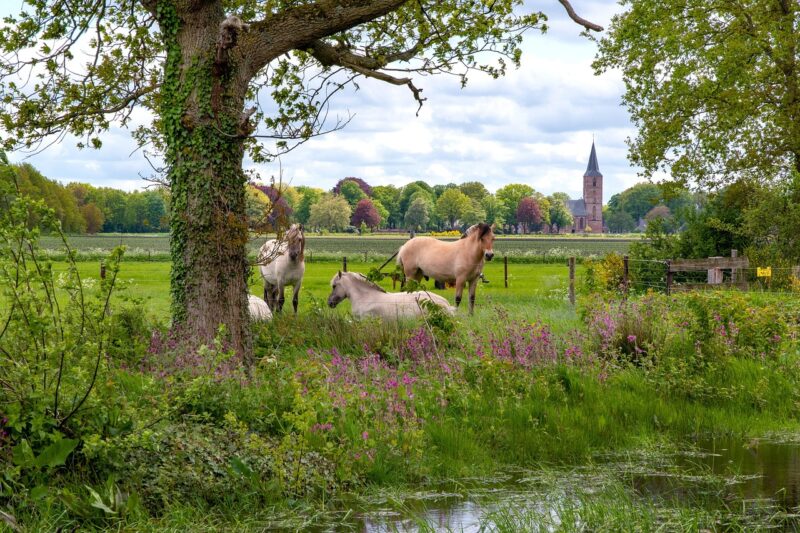 pieterpad-7003921_1280