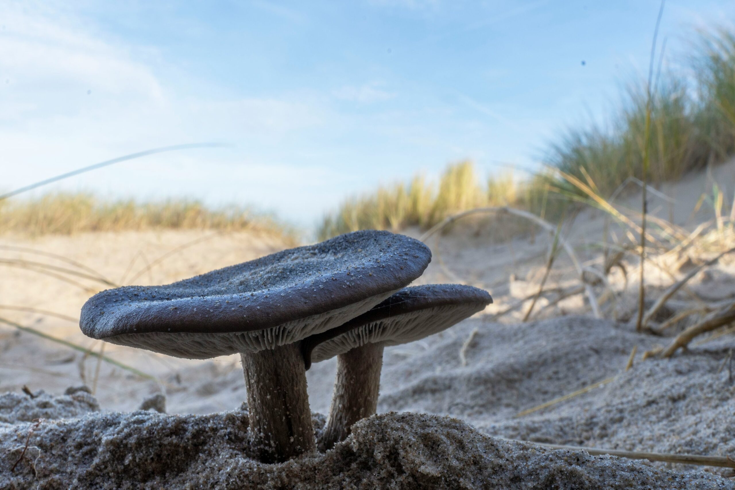 Paddenstoelen in de duinen van Breskens, Zeeland