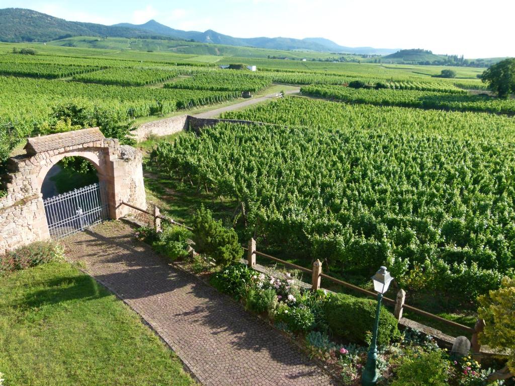Zicht over de wijnvelden Elzas