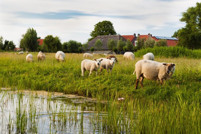 polder schapen