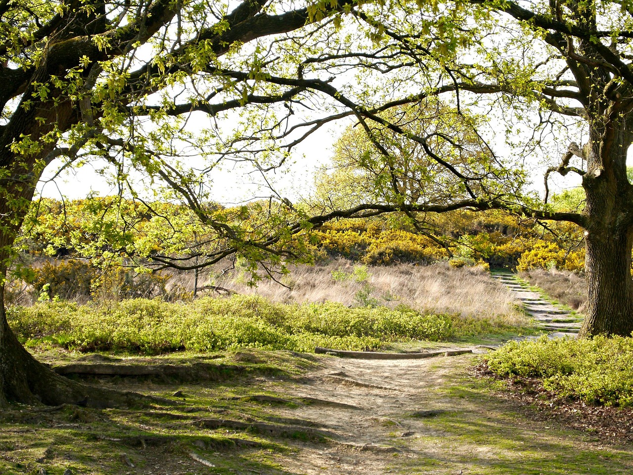 veluwe