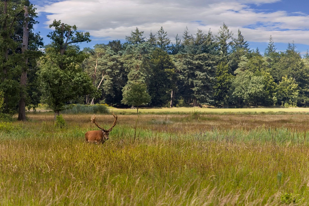 alkemade-red-deer-veluwe-7360227_1280