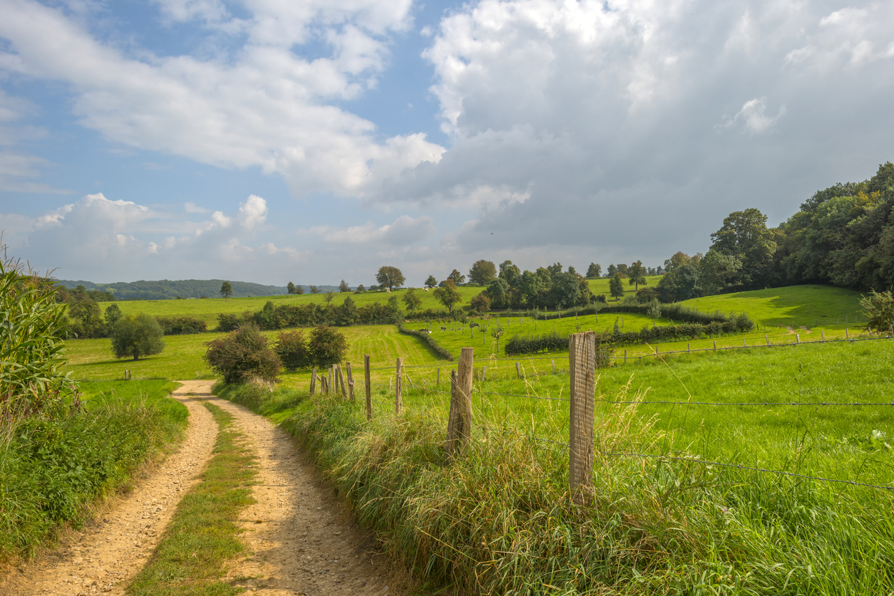 Path through a field in summer