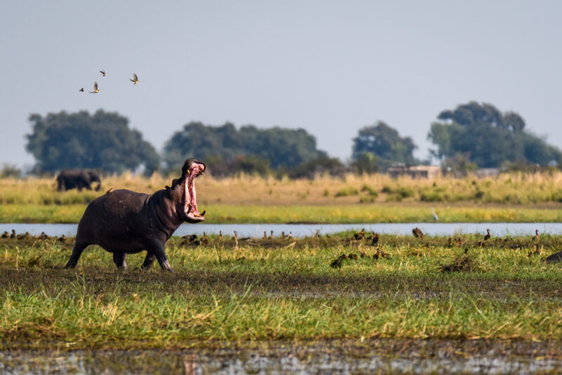 Grote Kalahari Ronde | 2027-224