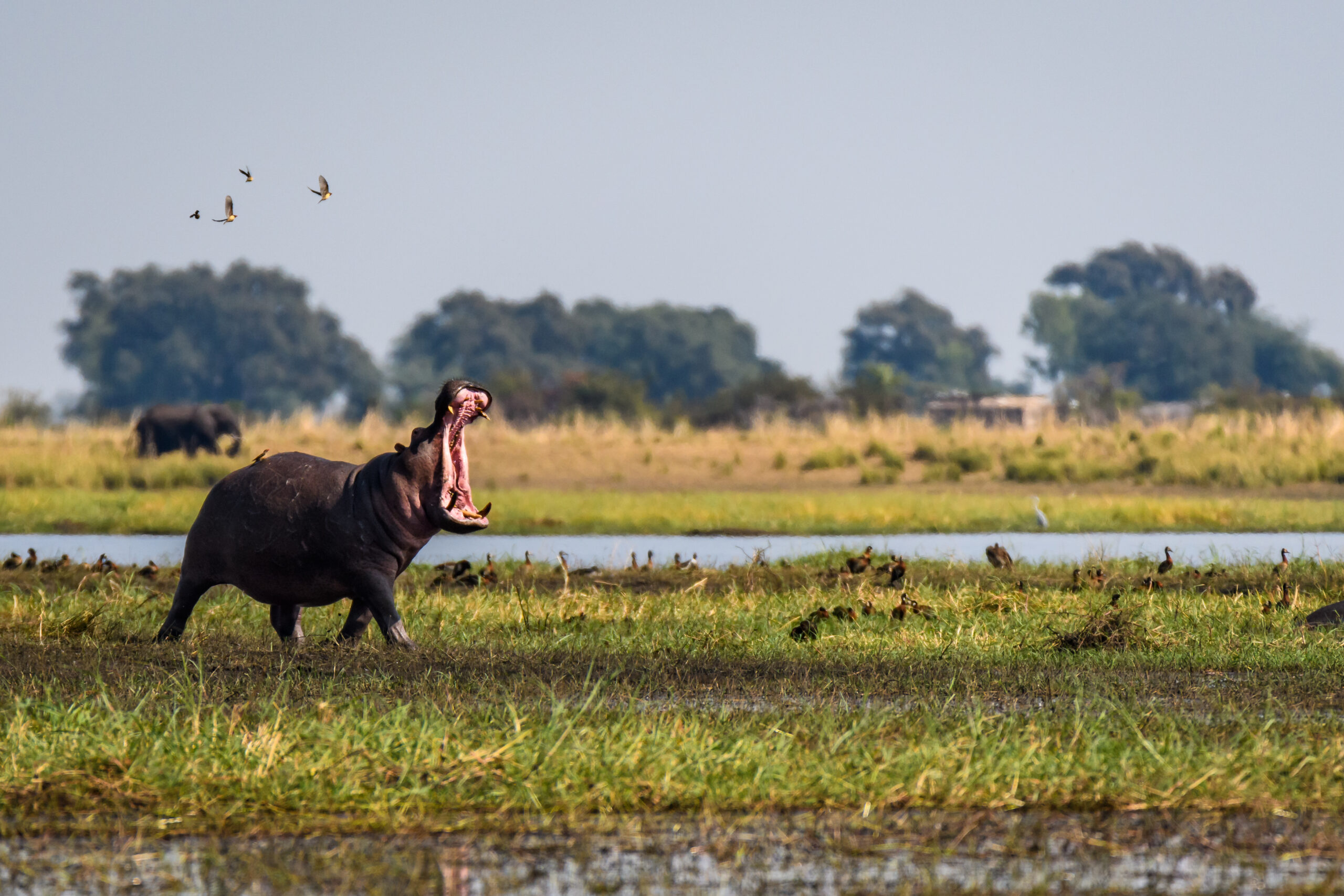 Hippo,,With,Mouth,Wide,Open,,Running,And,Dancing,With,Small