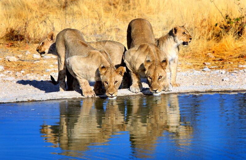 Grote Kalahari Ronde | 2027-224