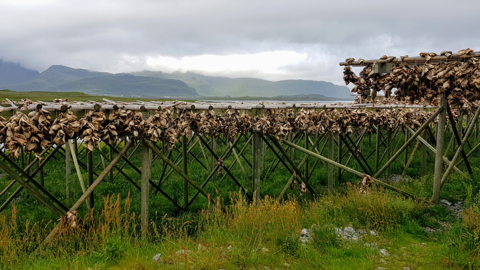 Noorwegen-Lofoten-Viskoppen-drogen-2019-035-085