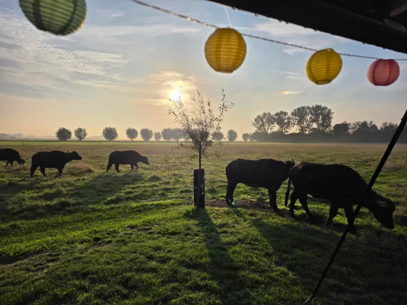 Een afbeelding van de waterbuffels op camperplaats verschure